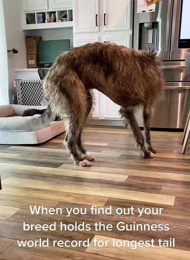 Sirius the Irish Wolfhound on TikTok