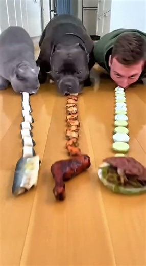 Cat vs Dog vs Human Burger Challenge?! Chaos Ensued 😂🍔… This Went Wrong 😳🍟