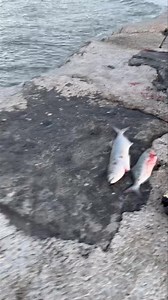 #FishingReport TIDE TIMES for Saturday 5/24/25 in Atlantic City, NJ. Next high tide : 5:27 AM Next low tide : 11:33 AM Sunset today : 8:14 PM | One Stop Bait & Tackle | Facebook