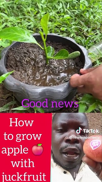 Growing Apples on Jackfruit Trees Effectively