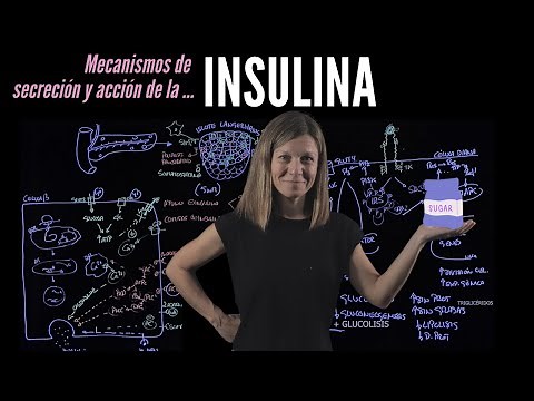 INSULIN: mechanisms of secretion and activation of its target cells