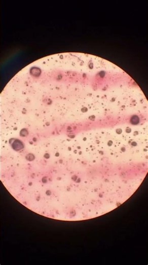#microscope #magnification