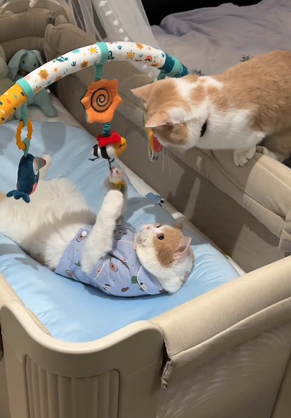 Cute Baby Kittens: Adorable Moments Captured