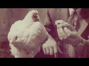 How 'Mike The Headless Chicken' Survived For 18 Months Without A Head? | scienceTBM