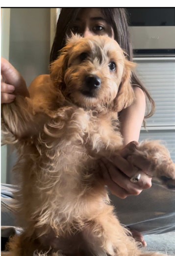 Cute Dog Sounds Compilation for Pet Lovers