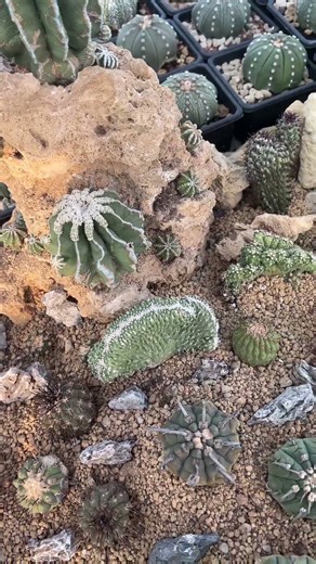 Casual Desert Cactus Landscape DIY (Gritty + Akadama Soil!) 12月26日3