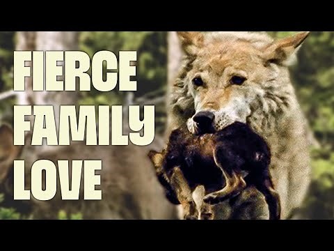 Nature in an Endless Sea of Grass | FULL DOCUMENTARY | Wild Mongolia | @UltimateNatureDocs