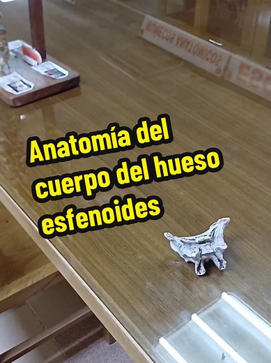 Anatomía del cuerpo del hueso esfenoides#anatomy