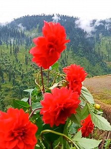 Beautiful flower view pyar ke kagaz pe | Explorer Jammu Kashmir Valley