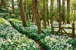 Wild Garlic: How to forage it, and how to grow your own