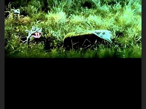 The Bear (1988) Nightmare Scene