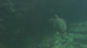 125 reactions · 20 shares | Great news for green sea turtles! ...