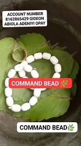 COMMAND BEAD🌿08162865429 | Apata TV fans 1