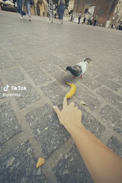 Handmade Banana and Pigeon Blender Art in Kraków 2023