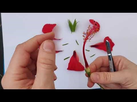 Dissection d'une fleur