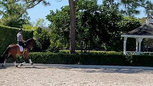 20 reactions | 10 yo 16.1 PSG with GP potential SAFE SAFE SAFE Imported in December from Spain Wellington FL | Stephen Hayes Dressage | Facebook