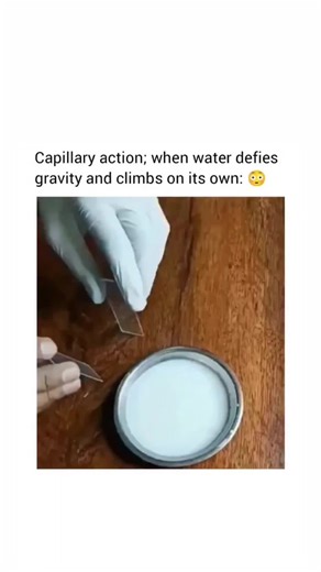 SPORTS SHORT CLIP | Capillary action is the process that allows water to rise upward against gravity through very narrow spaces, like the tiny tubes in plants... | Instagram