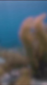 The SubGravity Aquaprop is the first compact, lightweight underwater scooter (DPV or Diver Propulsion Vehicle) which that meets the high demands of scuba divers and swimmers. Thanks for the video @melaniechantalle_#subgravity #readyforanything #underwaterscooter #dpv #zoom #underwater #snorkeling | Subgravity