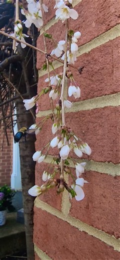 snow fountain weeping cherry blossom🌸 #relaxing #countrybeauty#garden#life #spring#flowers#blooming