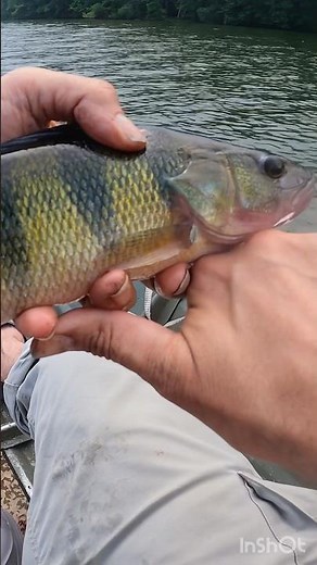 Catching BIG Yellow Perch in the Canal #perch #perchfishing #yellowperch #bigfish #perchfishinguk