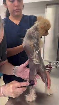 Microdermabrasion en pacientes que sufren de alopecia X