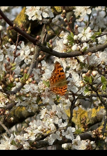 Spring #spring #butterfly #viral #viralvideo #keşfet #village