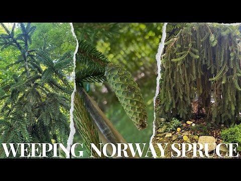 Weeping Norway Spruce 101