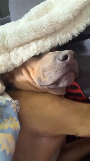 6.6K views · 207 reactions | Woody is the last little cowpoke standing. All of his Toy Story siblings have found their happily ever after—but this sweet, sleepy snuggler is still waiting. 凉 If lazy Sunday mornings, puppy snores, and a tongue that refuses to stay in his mouth sound like your kind of vibe, Woody might just be your soulmate.  Give this cuddlebug the ending he deserves. Apply here - https://www.mopitbullrescue.org/toy-story-puppies | Missouri Pit Bull Rescue | Facebook