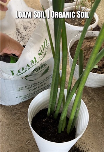 Benefits of Loam Soil for Plant Growth