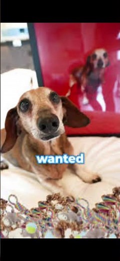 Legends never die. RIP ‪@Jesser‬ dog Humphrey