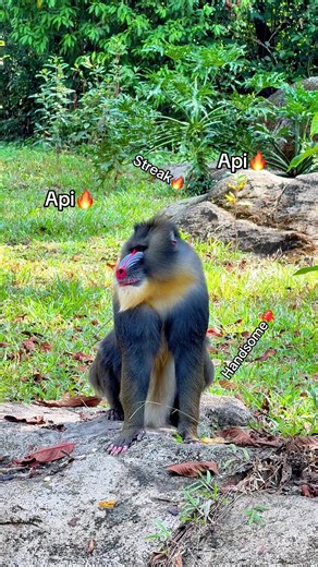 Tour nhốt người thả thú tại VinWonders