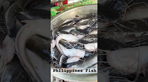 Top Fishing Spots in the Philippines for an Unforgettable Trip
