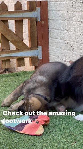 9.7K views · 611 reactions | Check out the amazing footwork and stunt work by these two crazies藍 | Fabulous Finn | Facebook