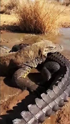 Can A Crocodile Fight Back A Comodo Dragon Ambush? part 51 #comododragon #crocodile #danger