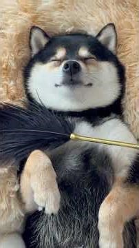 Dual SPA for dogs.Two dogs SPA time,#Shiba Inu#Cute Pets