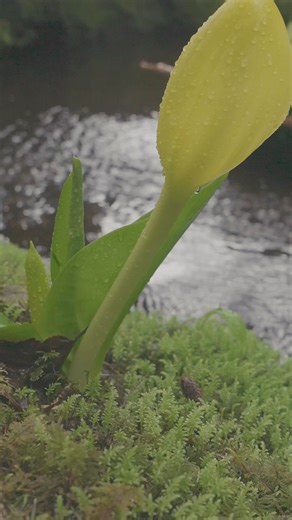 Skunk cabbage is one of Southeast Alaska’s earliest flowering plants, sometimes even emerging from frozen soil. The odor and color of the plant is part of its reproductive strategy to attract pollinating flies, that prefer rotting flesh or feces, which can then carry pollen to the next plant. | Lindblad Expeditions
