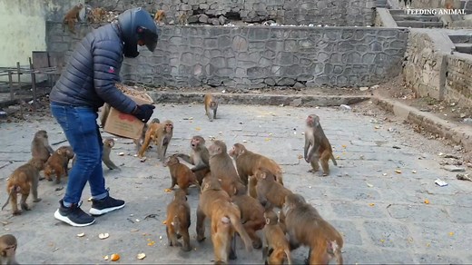 19K views · 424 reactions | Mother monkey is very angry with baby Saro | Daily Monkey | Facebook