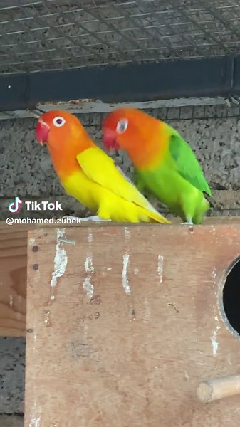 اذكر الله #ليبيا #ليبيا🇱🇾 #tik #مصراته_الصمود🇱🇾🇱🇾🔥😌 #lovebirds #libya🇱🇾 #تيك_توك #اكسبلور #الشعب_الصيني_ماله_حل😂😂 #ليبيا_طرابلس_مصر_تونس_المغرب_الخليج #طرابلس_بنغازي_المرج_البيضاء_درنه_طبرق #طرابلس #بنغازي #مصراته #تيك_توك_عرب #birds