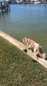 130K views · 9.9K reactions | Sunshine Day ☀️ #sunshine #cat #cats #catsofinstagram | Fisher The Maine Coon | Facebook