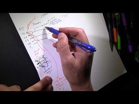 Summary of the nerve supply of upper extremity