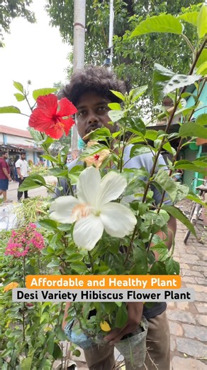 Non-Stop Blooms! ❤️ Classic Hardy Desi Hibiscus at Luxmi Nursery Galiffstreet! 😲🌺