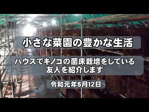 20190512ハウスでのキノコの菌床栽培