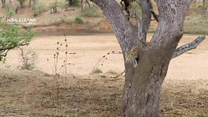 Watch this stunning big leopard descending from a lead wood tree in Shingwedzi Kruger National Park | Nombekana Safaris and Wildlife Photography