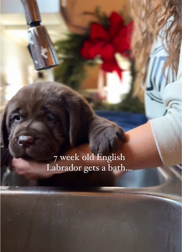 Why Labs Adore Bath Time from a Young Age