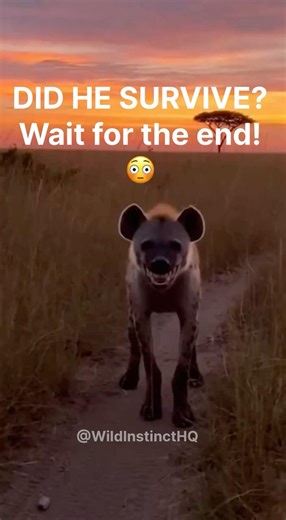 HYENA ATTACK CAUGHT ON CAM! 🦴😨