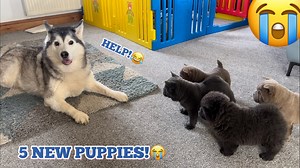 15K views · 1.3K reactions | Giant Husky Meets New Litter Of Puppies!凉. #huskylife | Milperthusky | Facebook