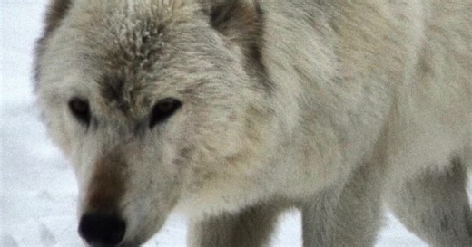 Wolves in Yellowstone Part II: A balancing act between wolves, businesses and hunters