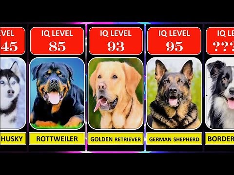 Dog IQ Level Comparison | Which Dog is the Most Intelligent