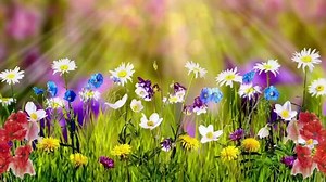 Morning view, colorful flowers and flying butterflies