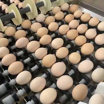 Sanovo Egg Packer